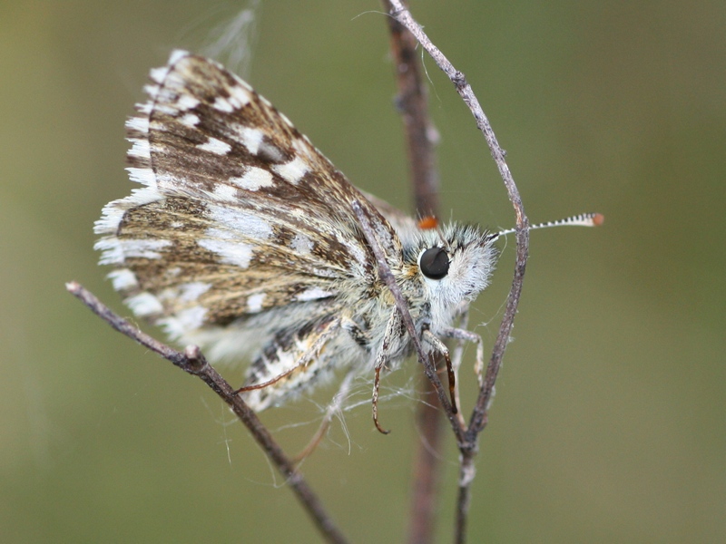 Pyrgus malvoides? S